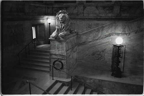 lion