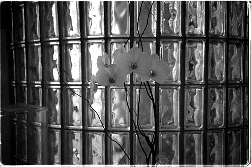orchids